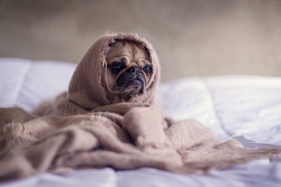 Managing and syncing all your social accounts for all your blogs by hand will make you feel sad like this pug.